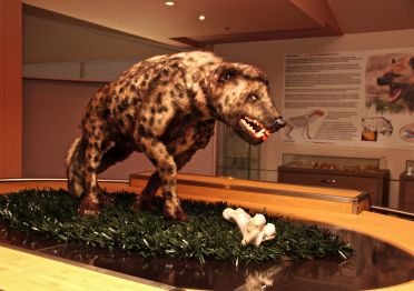 hyena