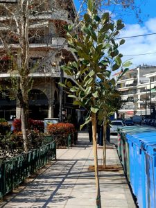 ΜΑΝΟΛΙΕΣ ΣΤΗΝ ΠΛΑΤΕΙΑ ΕΙΡΗΝΗΣ 1