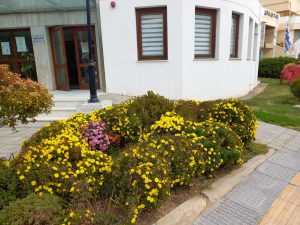 ΦΘΙΝΟΠΩΡΙΝΕΣ ΦΥΤΕΥΣΕΙΣ ΔΗΜΑΡΧΕΙΟ