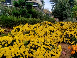 ΦΘΙΝΟΠΩΡΙΝΕΣ ΦΥΤΕΥΣΕΙΣ ΔΗΜΟΤΙΚΟ ΠΑΡΚΟ ΚΗΠΟΣ 2