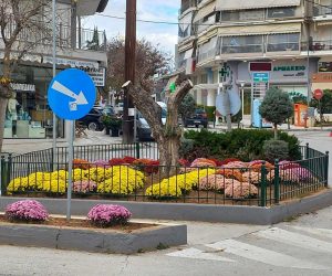 ΦΘΙΝΟΠΩΡΙΝΕΣ ΦΥΤΕΥΣΕΙΣ ΤΡΙΓΩΝΟ ΝΟΣΟΚΟΜΕΙΟΥ 2