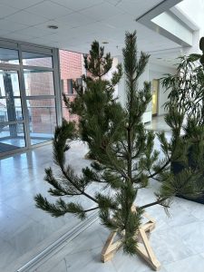 ΧΡΙΣΤΟΥΓΕΝΝΙΑΤΙΚΑ ΔΕΝΤΡΑ ΑΠΟ ΤΗ ΔΗΜΟΤΙΚΗ ΚΟΙΝΟΤΗΤΑ ΚΙΛΚΙΣ 3