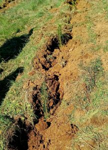 ΔΕΝΔΡΟΦΥΤΕΥΣΗ ΚΥΝΗΓΕΤΙΚΟΥ ΣΥΛΛΟΓΟΥ ΣΤΗΝ ΚΑΛΙΝΔΡΙΑ 7