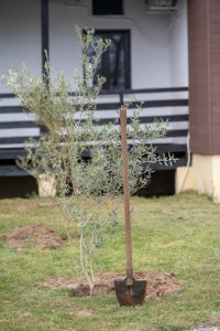 ΔΕΝΔΡΟΦΥΤΕΥΣΗ ΔΗΜΟΥ ΚΙΛΚΙΣ Ι.ΜΗΤΡΟΠΟΛΕΩΣ ΚΙΛΚΙΣ ΚΑΙ EURIMAC ΜΑΚΒΕΛ 5. 1jpg