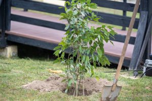 ΔΕΝΔΡΟΦΥΤΕΥΣΗ ΔΗΜΟΥ ΚΙΛΚΙΣ Ι.ΜΗΤΡΟΠΟΛΕΩΣ ΚΙΛΚΙΣ ΚΑΙ EURIMAC ΜΑΚΒΕΛ 8