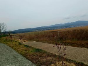 ΦΥΤΕΥΣΕΙΣ ΣΤΗΝ ΠΑΡΑΛΙΜΝΙΑ ΖΩΝΗ ΤΗΣ ΔΟΪΡΑΝΗΣ 1