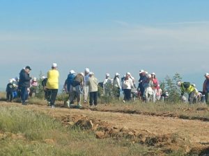 ΔΕΝΔΡΟΦΥΤΕΥΣΗ ΠΕΥΚΩΝ ΣΤΗΝ ΠΕΡΙΟΧΗ ΑΓΙΩΝ ΑΝΑΡΓΥΡΩΝ ΜΕΤΑΛΛΙΚΟΥ 10