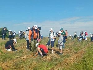 ΔΕΝΔΡΟΦΥΤΕΥΣΗ ΠΕΥΚΩΝ ΣΤΗΝ ΠΕΡΙΟΧΗ ΑΓΙΩΝ ΑΝΑΡΓΥΡΩΝ ΜΕΤΑΛΛΙΚΟΥ 12