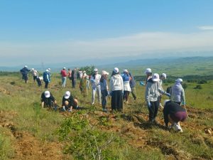 ΔΕΝΔΡΟΦΥΤΕΥΣΗ ΠΕΥΚΩΝ ΣΤΗΝ ΠΕΡΙΟΧΗ ΑΓΙΩΝ ΑΝΑΡΓΥΡΩΝ ΜΕΤΑΛΛΙΚΟΥ 13