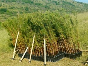 ΔΕΝΔΡΟΦΥΤΕΥΣΗ ΠΕΥΚΩΝ ΣΤΗΝ ΠΕΡΙΟΧΗ ΑΓΙΩΝ ΑΝΑΡΓΥΡΩΝ ΜΕΤΑΛΛΙΚΟΥ 15