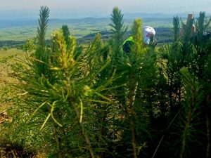 ΔΕΝΔΡΟΦΥΤΕΥΣΗ ΠΕΥΚΩΝ ΣΤΗΝ ΠΕΡΙΟΧΗ ΑΓΙΩΝ ΑΝΑΡΓΥΡΩΝ ΜΕΤΑΛΛΙΚΟΥ 16