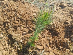 ΔΕΝΔΡΟΦΥΤΕΥΣΗ ΠΕΥΚΩΝ ΣΤΗΝ ΠΕΡΙΟΧΗ ΑΓΙΩΝ ΑΝΑΡΓΥΡΩΝ ΜΕΤΑΛΛΙΚΟΥ 18