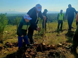 ΔΕΝΔΡΟΦΥΤΕΥΣΗ ΠΕΥΚΩΝ ΣΤΗΝ ΠΕΡΙΟΧΗ ΑΓΙΩΝ ΑΝΑΡΓΥΡΩΝ ΜΕΤΑΛΛΙΚΟΥ 2