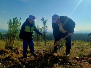 ΔΕΝΔΡΟΦΥΤΕΥΣΗ ΠΕΥΚΩΝ ΣΤΗΝ ΠΕΡΙΟΧΗ ΑΓΙΩΝ ΑΝΑΡΓΥΡΩΝ ΜΕΤΑΛΛΙΚΟΥ 2.1jpg