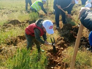 ΔΕΝΔΡΟΦΥΤΕΥΣΗ ΠΕΥΚΩΝ ΣΤΗΝ ΠΕΡΙΟΧΗ ΑΓΙΩΝ ΑΝΑΡΓΥΡΩΝ ΜΕΤΑΛΛΙΚΟΥ 2.2jpg