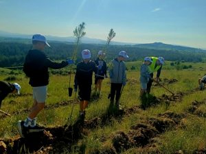 ΔΕΝΔΡΟΦΥΤΕΥΣΗ ΠΕΥΚΩΝ ΣΤΗΝ ΠΕΡΙΟΧΗ ΑΓΙΩΝ ΑΝΑΡΓΥΡΩΝ ΜΕΤΑΛΛΙΚΟΥ 2.3jpg