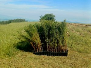 ΔΕΝΔΡΟΦΥΤΕΥΣΗ ΠΕΥΚΩΝ ΣΤΗΝ ΠΕΡΙΟΧΗ ΑΓΙΩΝ ΑΝΑΡΓΥΡΩΝ ΜΕΤΑΛΛΙΚΟΥ 2.5jpg