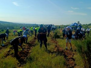 ΔΕΝΔΡΟΦΥΤΕΥΣΗ ΠΕΥΚΩΝ ΣΤΗΝ ΠΕΡΙΟΧΗ ΑΓΙΩΝ ΑΝΑΡΓΥΡΩΝ ΜΕΤΑΛΛΙΚΟΥ 5
