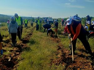 ΔΕΝΔΡΟΦΥΤΕΥΣΗ ΠΕΥΚΩΝ ΣΤΗΝ ΠΕΡΙΟΧΗ ΑΓΙΩΝ ΑΝΑΡΓΥΡΩΝ ΜΕΤΑΛΛΙΚΟΥ 6