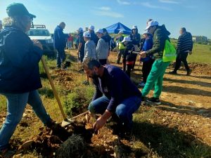 ΔΕΝΔΡΟΦΥΤΕΥΣΗ ΠΕΥΚΩΝ ΣΤΗΝ ΠΕΡΙΟΧΗ ΑΓΙΩΝ ΑΝΑΡΓΥΡΩΝ ΜΕΤΑΛΛΙΚΟΥ 7