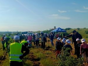 ΔΕΝΔΡΟΦΥΤΕΥΣΗ ΠΕΥΚΩΝ ΣΤΗΝ ΠΕΡΙΟΧΗ ΑΓΙΩΝ ΑΝΑΡΓΥΡΩΝ ΜΕΤΑΛΛΙΚΟΥ 8